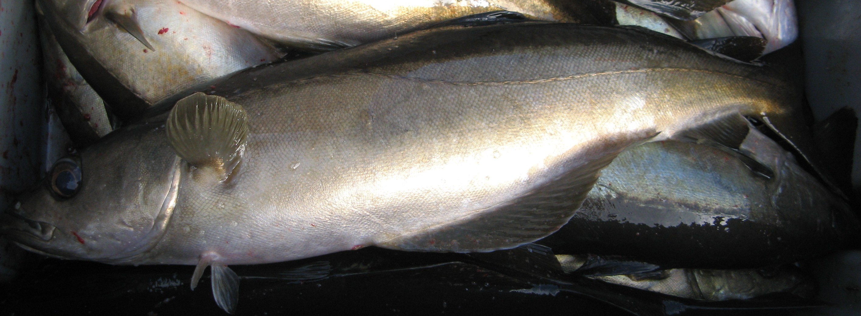 A sleek 6lb reef pollack